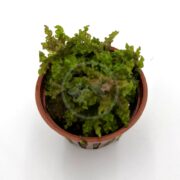 A small brown plastic pot containing a green, curly-leaved aquatic plant, placed on a plain white background.
