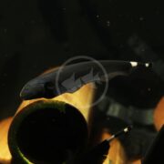 Amidst a dimly lit aquarium, the MISC - KNIFE BLACK GHOST Apteronotus albifrons glides gracefully. Its long body features distinctive white tail markings, and hints of aquatic plants and decorations punctuate the surrounding darkness, creating an enchanting underwater scene.