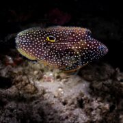 A blue-spotted stingray glides over a rocky sea floor with dark brown skin and vivid white spots, edged in bright blue. Beside it, a MARINE BETTA Calloplesiops altivelis gracefully navigates the dim waters, enhancing the underwater scenes serene beauty.