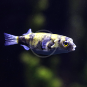 An Amazon puffer, the Colomesus asellus from South America, features a striking yellow and black mottled pattern. Its round body and expressive eyes are beautifully highlighted as it swims against a dark backdrop.