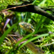 In a freshwater aquarium, a MISC - PUFFER FW PEA / DWARF Carinotetraodon travancoricus swims amid vibrant green plants and wood, showcasing its spotted pattern and large eyes.
