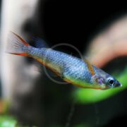 A small, slender fish with shiny blue-green scales and orange accents on its fins swims against a blurred aquatic background with hints of plants.