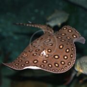 A MISC - STINGRAY MOTORO Potamotrygon motoro, with unique circular patterns, glides gracefully in a dark aquarium-like setting while several fish swim in the background.