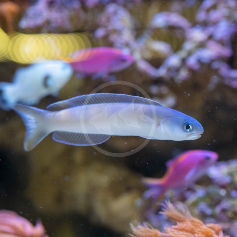 MISC TILEFISH FLASHING Hoplolatilus chlupatyi Aquatics Unlimited