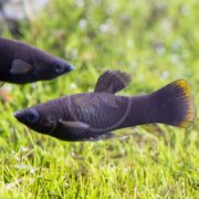 Two MOLLY - BLACK Poecilia sphenops swim gracefully against lush green plants, their dark scales and yellow-edged tails contrasting beautifully with the scenery, while bubbles rise near the foliage.
