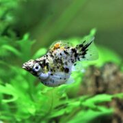 A MOLLY - CALICO BALLOON Poecilia sphenops glides in a freshwater tank, amidst lush green aquatic plants. The clear water showcases its intricate black and white spots and translucent fins.