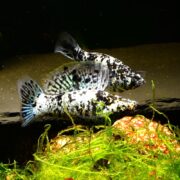 Two MOLLY - DALMATIAN Poecilia latipinna fish, with black and white speckled bodies and translucent fins, gracefully swim near the bottom of the aquarium past vibrant green plants and an orange-patterned rock.