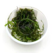 A small white plastic container filled with green aquatic moss, likely intended for use in aquariums or terrariums, against a plain white background.