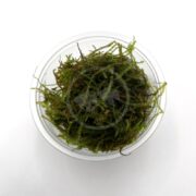 A clear plastic container filled with green moss sits on a white background, showing fine, feathery strands of moss arranged loosely inside the container.