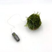 A floating Christmas moss ball fishing lure from the MOSS - FLOATING BALL CHRISTMAS MOSS Vesicularia sp. contrasts its green, organic look with a metallic lead weight on a thin wire, offering an intriguing visual effect on a white surface.