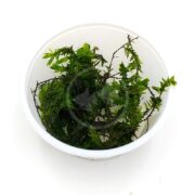 A white bowl containing green aquatic plants with delicate, leafy stems, placed against a plain white background.