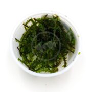 A small white plastic container holds a portion of green aquatic moss, commonly used in aquariums. The moss is leafy and finely textured, filling the cup loosely.