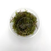 A clear plastic container filled with green mossy plant material, viewed from above, on a white background.