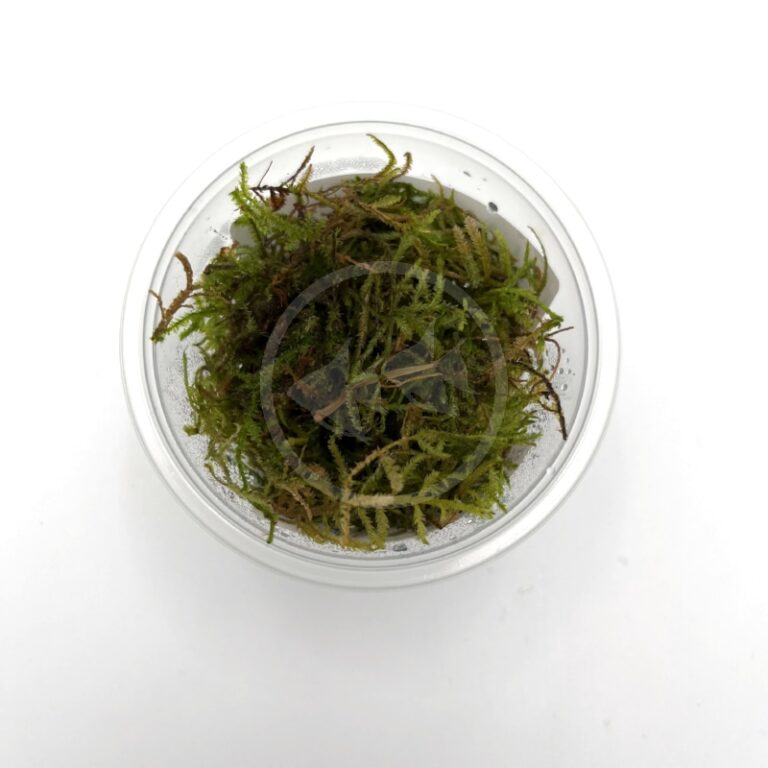 MOSS - JAVA CUP Vesicularia dubyana - Aquatics Unlimited