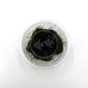 A clear plastic container filled with moist green moss sits on a white surface, viewed from above.
