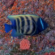 The ANGEL - SIX BAR Pomacanthus sexstriatus elegantly swims over a vibrant coral reef, its yellow, blue, and black stripes glistening. Below, red-orange and purple corals gently sway in the water.