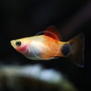 A close-up of a small, colorful PLATY - MICKEY MOUSE Xiphophorus maculatus in an aquarium shows off a vibrant orange and yellow body with black markings and translucent fins, its prominent eye contrasting against the dark, slightly blurred background.