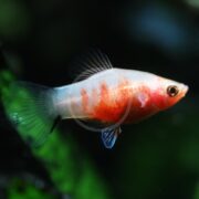 A small PLATY - TIGER Xiphophorus maculatus with a red and white body, dark eyes, and delicate fins swims against a blurred dark green background.