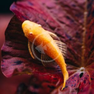 GOURAMI - DWARF POWDER BLUE Trichogaster lalius - Aquatics Unlimited