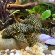 A PLECOSTOMUS - BRISTLENOSE Ancistrus sp. with a dark body and yellow spots rests on small, colorful pebbles in an aquarium, with green aquatic plants and driftwood visible in the background.