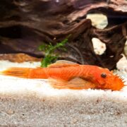 A vibrant PLECOSTOMUS - BRISTLENOSE SUPER RED Ancistrus sp. with spiky scales rests on sandy gravel in an aquarium, framed by dark driftwood and lush green aquatic plants.