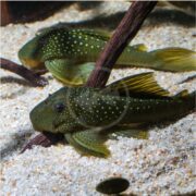 A pair of PLECOSTOMUS - GREEN PHANTOM L200 (Hemiancistrus subviridis) with spotted patterns rests on the sandy aquarium bottom. Near driftwood, one is partially hidden by it, while bubbles rise gently in the water.