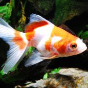 A POND FISH - GOLDFISH SARASA FANTAIL Carassius auratus with orange and white patterns swims gracefully in a clear aquarium, where green aquatic plants and smooth rocks enhance its vibrant colors.