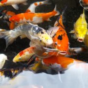 Vibrant standard domestic koi, Cyprinus rubrofuscus var. koi, swim near the waters surface, displaying orange, white, black, and yellow patterns. The clear water beautifully showcases the colorful POND FISH - KOI STANDARD CHOICE.