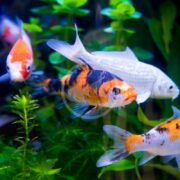 The POND FISH - KOI STANDARD DECORATIVE Cyprinus rubrofuscus var. koi swim in a lush aquarium with vibrant green plants, showcasing diverse shades of orange, white, and black patterns and creating a lively yet serene underwater scene.