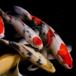 Colorful koi fish with white, black, orange, and yellow markings swim closely together against a dark, black background.