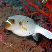 A PUFFER - DOGFACE Arothron nigropunctatus, with a light gray body and black spots, gracefully swims near vibrant corals. This unique fish displays white stripes and yellow fins while navigating through an array of corals and sea anemones on the ocean floor.