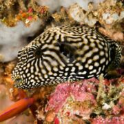 A close-up of a black-and-white spotted boxfish among coral stands vivid against the reefs hues. Nearby, an Arothron Mappa PUFFER, with fascinating patterns amid pink and orange corals, adds intrigue. Its eye is prominently visible, observing its vibrant world.