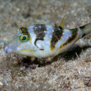 The PUFFER - SADDLE SHARPNOSE (Canthigaster coronata) is a small, colorful fish with yellow, black, and white markings over a sandy ocean floor. Its prominent round green eye and slightly pointed snout stand out against the blurred sand background.