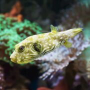 The yellow PUFFER - STARS AND STRIPES Arothron hispidus with white spots swims gracefully through a vibrant underwater world, moving among green and purple corals.