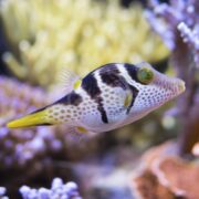 A PUFFER - VALENTINI Canthigaster valentini, featuring a spotted and striped pattern with a long snout and green eyes, swims amidst colorful coral. Its pale body features dark markings, while its tail stands out in yellow against the vibrant backdrop of diverse shapes and hues.