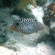 A small fish with a brown body covered in white spots swims near coral and rocks underwater.