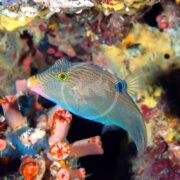 A vibrantly colored orange filefish with blue stripes swims among coral in a reef, sharing the waters with the playful Canthigaster solandri, also known as PUFFER - BLUE SPOT. The fishs pointed snout and small fins complement the surrounding corals pink, red, and orange hues.