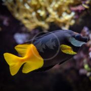 The RABBITFISH - BICOLOR FOXFACE Siganus uspi, with its striking yellow fins and tail, swims gracefully in an aquarium against a coral and rock backdrop, while the blurred surroundings highlight its vibrant colors and sleek shape.