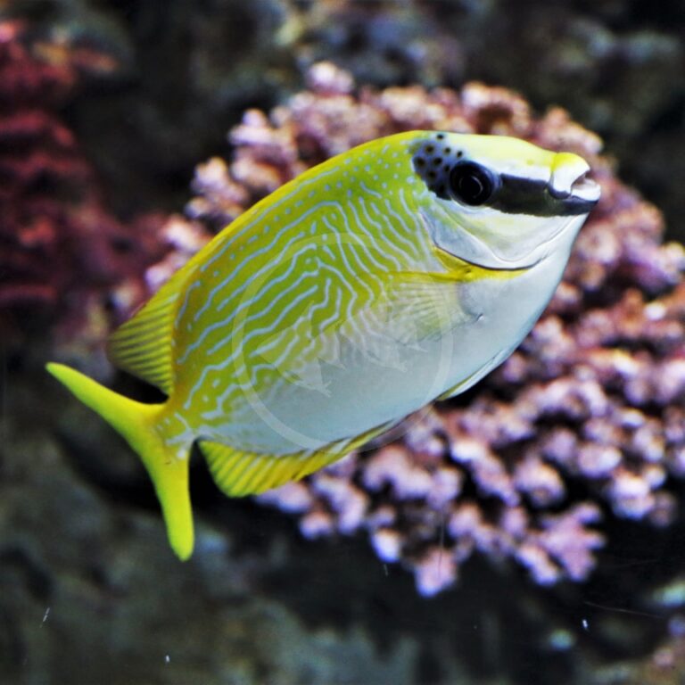 Salted Rabbitfish RABBITFISH - DECORATED / MASKED Siganus puellus - Aquatics Unlimited