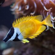 The RABBITFISH - FOXFACE LO Siganus vulpinus glides gracefully in an aquarium, its vibrant yellow body and spiky fins contrasting against its black-and-white face, with a blurred background highlighting the striking colors of this colorful species.