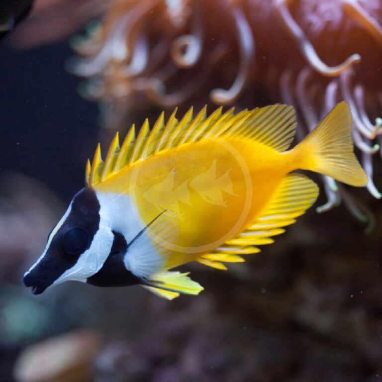 RABBITFISH - FOXFACE LO Siganus vulpinus - Aquatics Unlimited