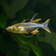 A small RAINBOW - CELEBES Marosatherina ladigesi with iridescent scales and elongated fins swims in a dark green aquatic setting, its blue and gold body contrasting against blurry green plants.