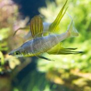 A RAINBOW - FEATHERFIN / THREADFIN Iriatherina werneri fish with elongated fins swims in an aquarium, displaying its slender, vibrant patterns against green and blue aquatic plants.