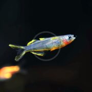 Close-up of a RAINBOW - FORK-TAIL / FURCATA BLUE EYE (Pseudomugil furcatus) with translucent fins and a bright orange-yellow body against a dark background, swimming near another blurred figure.
