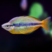 A vibrant rainbowfish with yellow and blue stripes swims against a dark, blurred background with hints of green.