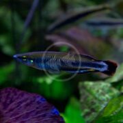 The RAINBOW - MADAGASCAR Bedotia madagascarensis swims gracefully among green plants in an aquarium. Its slender body and shimmering scales showcase blue, purple, and gold hues, while the clear water enhances the vibrant colors of this stunning fish.