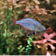 A vibrant RAINBOW - NEON DWARF Melanotaenia praecox glides through the aquarium, its blue and red body highlighted by clear water and enveloped by lush green and pinkish plants.