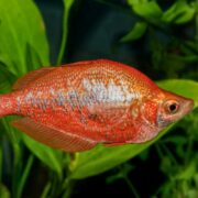 A vivid RAINBOW - RED Glossolepis incisus with silver scales swims in a lush green aquatic environment, its rounded body and large eye hinting at a relation to gouramis.
