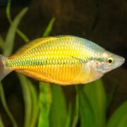 The RAINBOW - YELLOW Melanotaenia herbertaxelrodi, a vibrant fish with a shimmering green body and scales blending blue and orange, gracefully glides in the aquarium amid softly blurred lush green aquatic plants.