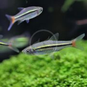 RASBORA - BRILLIANT / BLACKLINE / RED-TAILED Rasbora borapetensis, with translucent bodies and dark stripes, swim near green aquatic plants. Their tails have a hint of orange as they glide through the blurred, dark underwater environment.